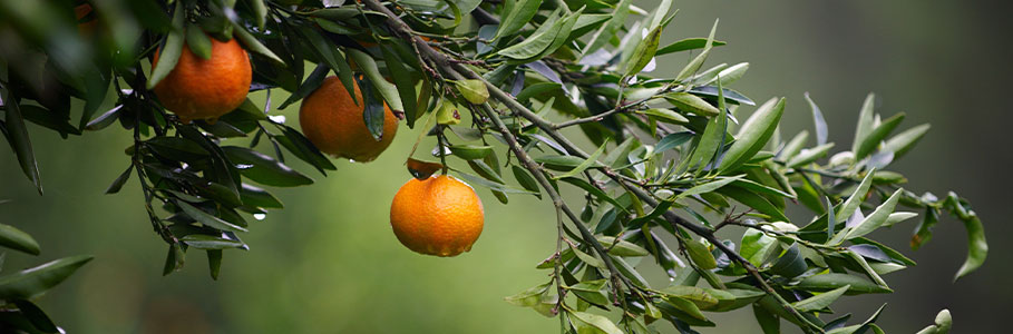 Mandarine (c) Envato