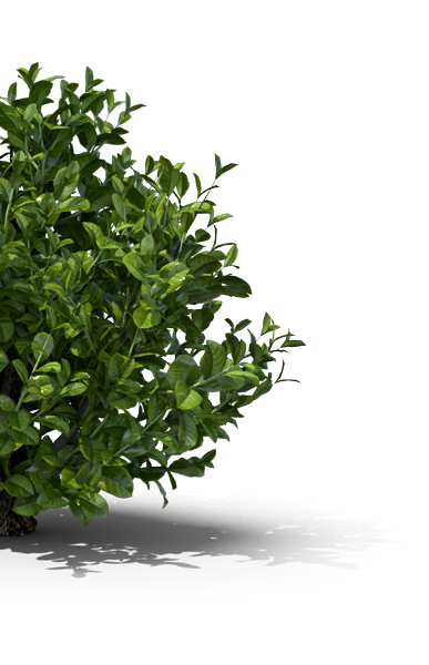 Camellia Sinensis Teestrauch (C) Envato